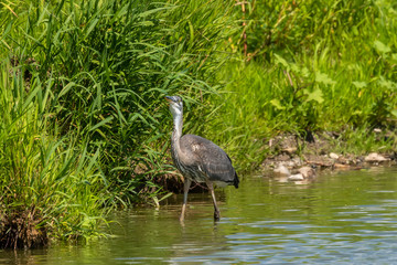 Juvenile Great blue heron in natural environment