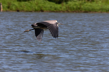 Young Great blue heron in flight over lake