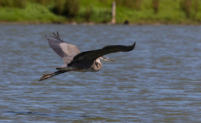 Young Great blue heron in flight over lake