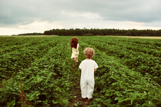 Two cute caucasian kids boy and girl harvesting strawberries in the field and having fun