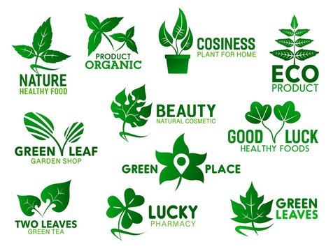 Green leaves of eco plants. Ecology products