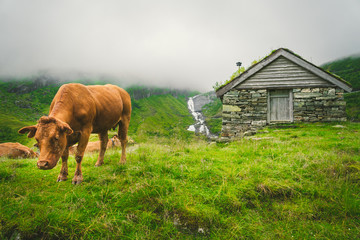 Funny brown cow on green grass in a field on nature in scandinavia. Cattle amid heavy fog and mountains with a waterfall near an old stone hut in Norway. Agriculture in Europe