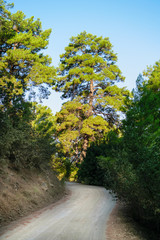 Fototapeta premium Dirt walking road in the pine forest