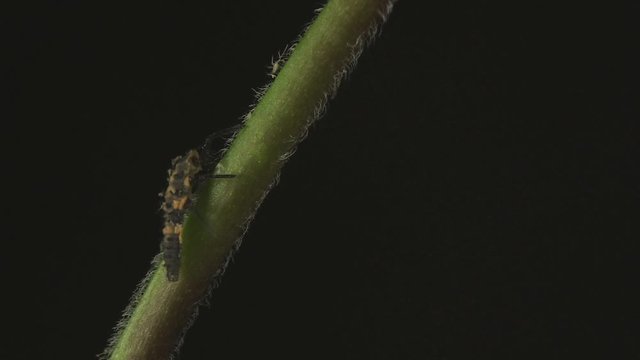 Ladybeetle larva captures aphid 1316 9