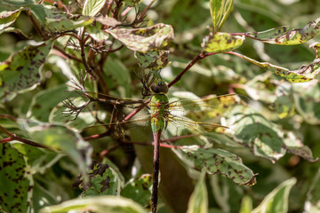 Common Green Darner (Anax junius) on the branch tree