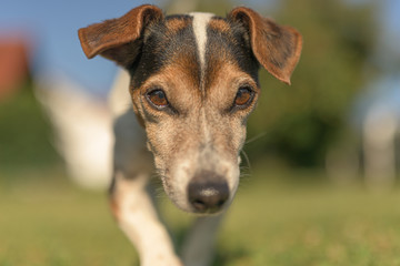 Portrait of a Jack Russell Terrier dog outdoor in the garden. Cute Senior dog 13 years old