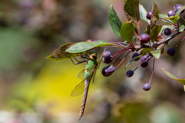 Common Green Darner (Anax junius) on the branch tree