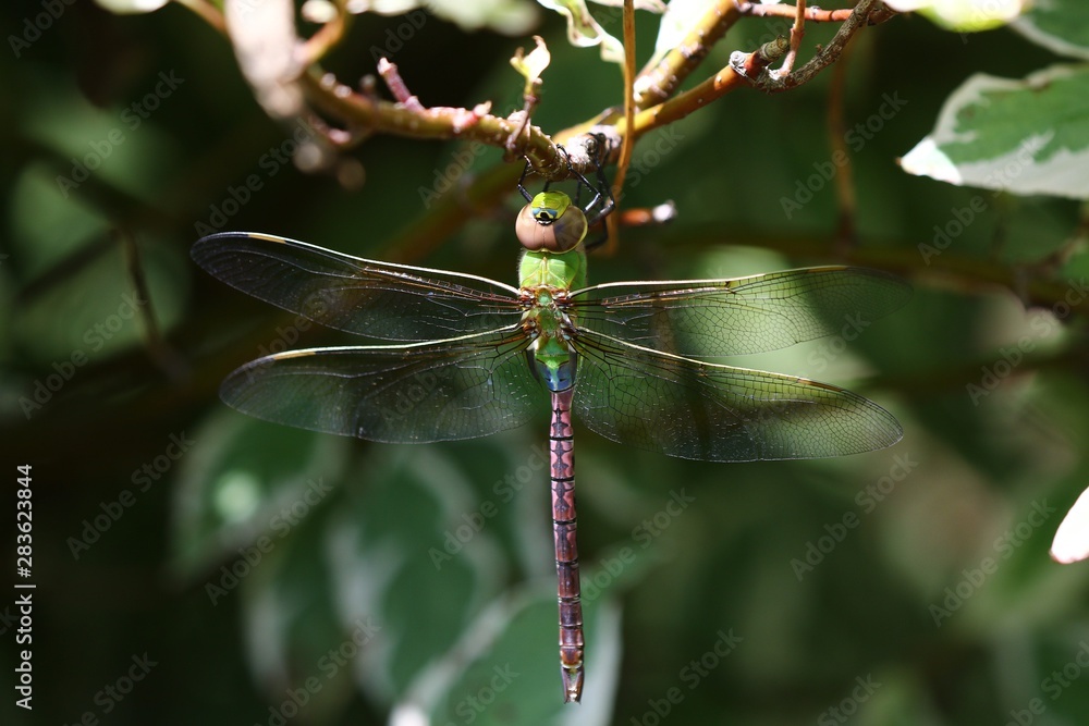 Canvas Prints Common Green Darner (Anax junius) on the branch tree