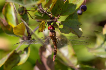 Common Green Darner (Anax junius) on the branch tree