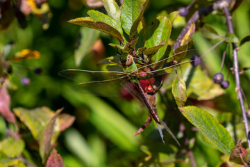 Common Green Darner (Anax junius) on the branch tree