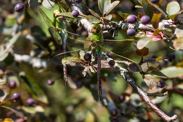 Common Green Darner (Anax junius) on the branch tree