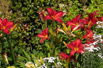 red blooming lily in the garden