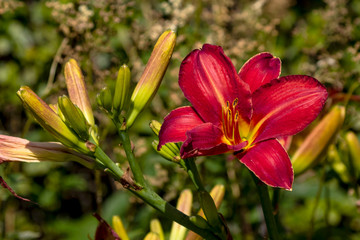 Obraz premium red blooming lily in the garden