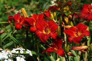 red blooming lily in the garden