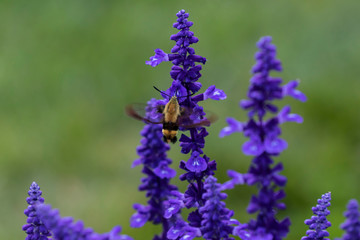  The hummingbird clearwing,Hemaris thysbe commonly known as hawk moth