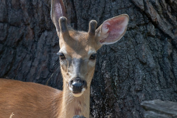 Young white-tailed deer (Odocoileus virginianus)