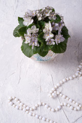Obraz premium beautiful smoky grey- purple with green edges african violet flower around white background. provence style. close up