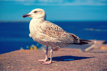 Sea gull at pier