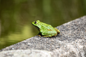 Frosch