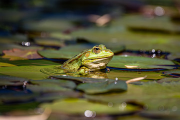 Frosch