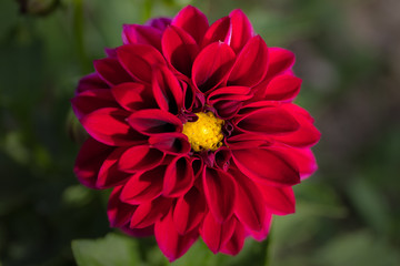 Red flower