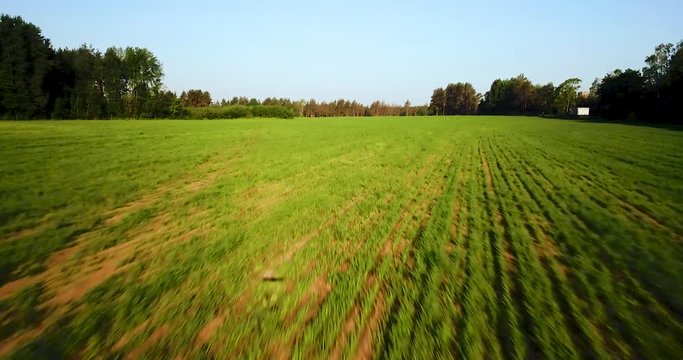 Flying over the green field. Summer sunny landscape. Aerial Drone Footage View. Beautiful background for inscriptions and text.