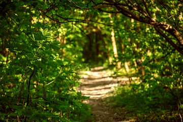 Summer green forest