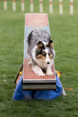 berger des shetland en agility