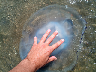 Obraz na płótnie Canvas Dead jellyfish. Jellyfish in the hand of a man.