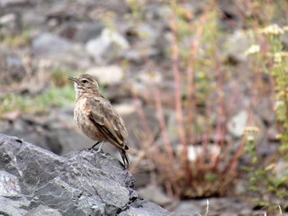 Rufous-banded Miner