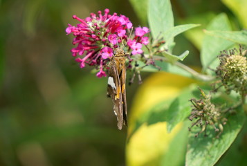 Butterfly seen in North Carolina