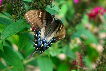 Butterfly seen in North Carolina