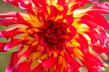 Obraz premium closeup of red dahlia