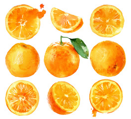 Watercolor painting oranges