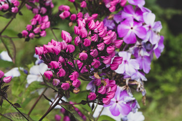 pink flowers in the garden