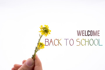 Hand holding a yellow flower