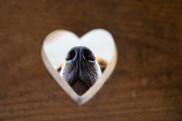 Conceptual portrait. A dog nose through an opening in the form of heart.