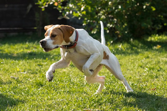 Hunting dog of breed a English pointer of white and brown color against the background of a green grass in a jump