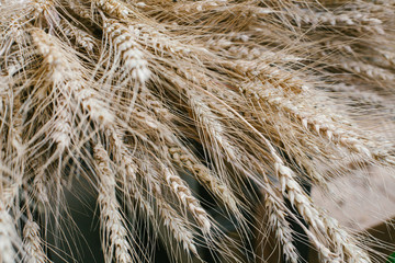 Wheat closeup. Wheat field. Background of ripening ears of wheat.