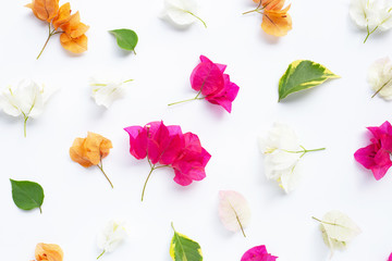 Beautiful orange, white and red bougainvillea flower on white