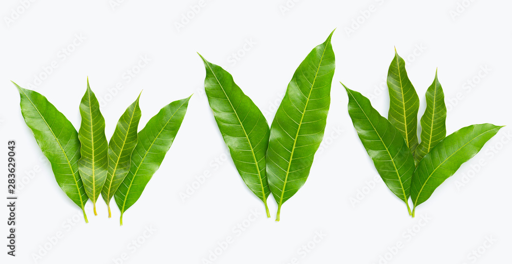 Wall mural mango leaves on white background.