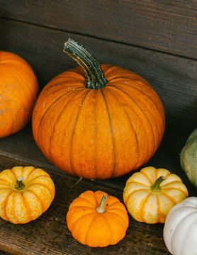 A collection of pumpkins and squash of different types and colors. Autumn harvest.