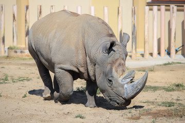 Naklejka premium Rhinoceros in the zoo
