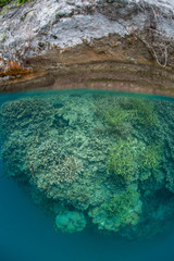 Obraz premium Beautiful corals thrive amid the Rock Islands in Palau's calm lagoon. This Micronesian island group is known for its marine biodiversity and is a popular destination for scuba divers and snorkelers.