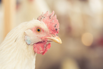  portrait of an injured chicken on a farm