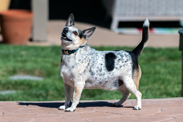 Jack Russel and Heeler mixed breed dog eagerly looks up and to the left.