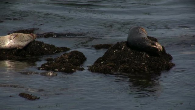 A few seals are resting on rocks while the others are in the water.