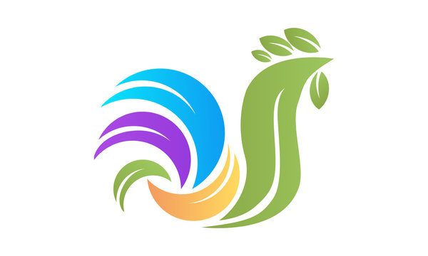 rooster