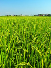 ８月の田んぼ風景