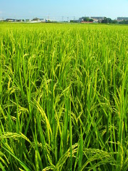 ８月の田んぼ風景